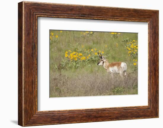 National Bison Range, Montana Pronghorn buck standing in a field of arrow-leaved balsamroot-Janet Horton-Framed Photographic Print