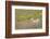 National Bison Range, Montana Pronghorn buck standing in a field of arrow-leaved balsamroot-Janet Horton-Framed Photographic Print