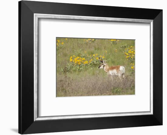 National Bison Range, Montana Pronghorn buck standing in a field of arrow-leaved balsamroot-Janet Horton-Framed Photographic Print