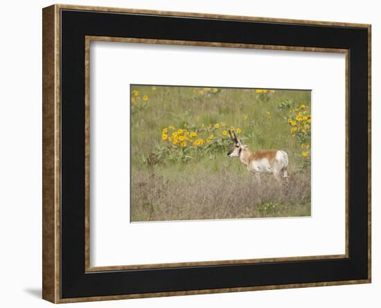 National Bison Range, Montana Pronghorn buck standing in a field of arrow-leaved balsamroot-Janet Horton-Framed Photographic Print