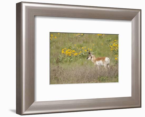 National Bison Range, Montana Pronghorn buck standing in a field of arrow-leaved balsamroot-Janet Horton-Framed Photographic Print