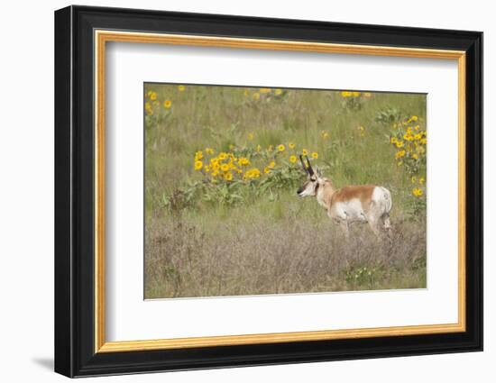 National Bison Range, Montana Pronghorn buck standing in a field of arrow-leaved balsamroot-Janet Horton-Framed Photographic Print