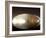 National Centre for the Performing Arts, Egg Shape Reflection, Illuminated During National Day Fest-Kimberly Walker-Framed Photographic Print