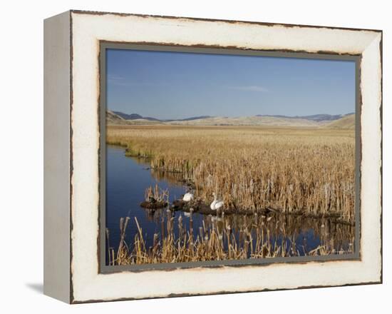 National Elk Refuge, Wyoming, USA, with Pair of Trumpeter Swans at Nest (Cygnus Cygnus Buccanitor}-Rolf Nussbaumer-Framed Premier Image Canvas