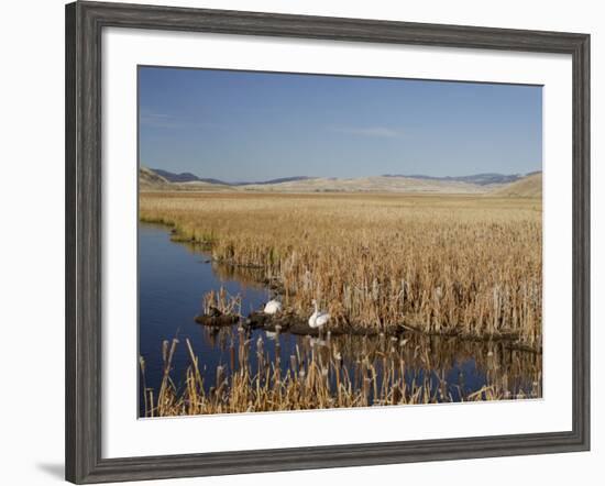 National Elk Refuge, Wyoming, USA, with Pair of Trumpeter Swans at Nest (Cygnus Cygnus Buccanitor}-Rolf Nussbaumer-Framed Photographic Print