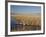 National Elk Refuge, Wyoming, USA, with Pair of Trumpeter Swans at Nest (Cygnus Cygnus Buccanitor}-Rolf Nussbaumer-Framed Photographic Print