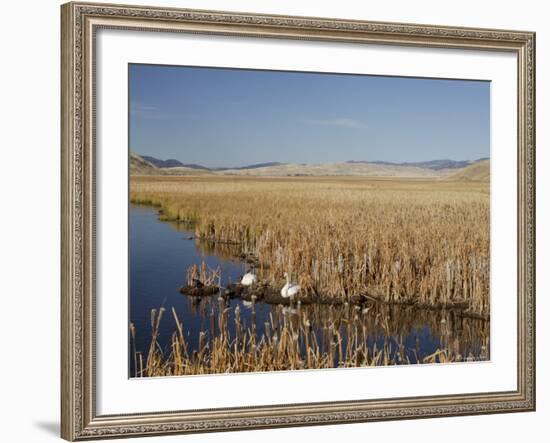 National Elk Refuge, Wyoming, USA, with Pair of Trumpeter Swans at Nest (Cygnus Cygnus Buccanitor}-Rolf Nussbaumer-Framed Photographic Print