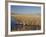 National Elk Refuge, Wyoming, USA, with Pair of Trumpeter Swans at Nest (Cygnus Cygnus Buccanitor}-Rolf Nussbaumer-Framed Photographic Print