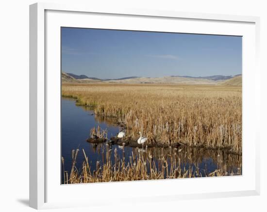 National Elk Refuge, Wyoming, USA, with Pair of Trumpeter Swans at Nest (Cygnus Cygnus Buccanitor}-Rolf Nussbaumer-Framed Photographic Print