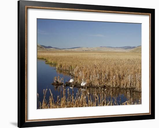 National Elk Refuge, Wyoming, USA, with Pair of Trumpeter Swans at Nest (Cygnus Cygnus Buccanitor}-Rolf Nussbaumer-Framed Photographic Print