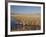 National Elk Refuge, Wyoming, USA, with Pair of Trumpeter Swans at Nest (Cygnus Cygnus Buccanitor}-Rolf Nussbaumer-Framed Photographic Print