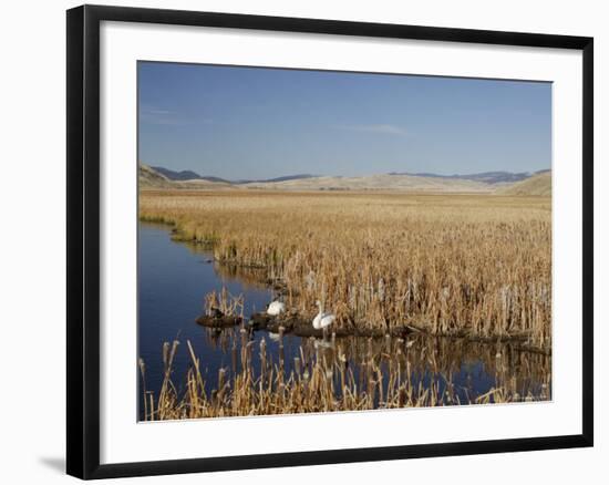 National Elk Refuge, Wyoming, USA, with Pair of Trumpeter Swans at Nest (Cygnus Cygnus Buccanitor}-Rolf Nussbaumer-Framed Photographic Print