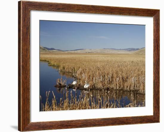 National Elk Refuge, Wyoming, USA, with Pair of Trumpeter Swans at Nest (Cygnus Cygnus Buccanitor}-Rolf Nussbaumer-Framed Photographic Print