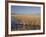 National Elk Refuge, Wyoming, USA, with Pair of Trumpeter Swans at Nest (Cygnus Cygnus Buccanitor}-Rolf Nussbaumer-Framed Photographic Print