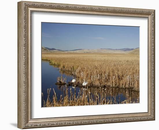 National Elk Refuge, Wyoming, USA, with Pair of Trumpeter Swans at Nest (Cygnus Cygnus Buccanitor}-Rolf Nussbaumer-Framed Photographic Print