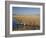 National Elk Refuge, Wyoming, USA, with Pair of Trumpeter Swans at Nest (Cygnus Cygnus Buccanitor}-Rolf Nussbaumer-Framed Photographic Print