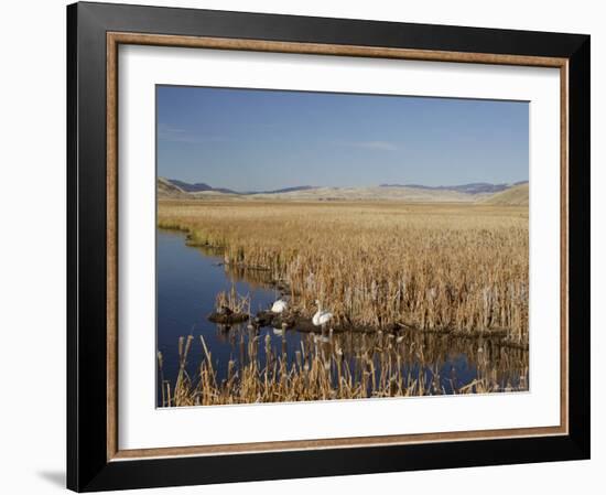 National Elk Refuge, Wyoming, USA, with Pair of Trumpeter Swans at Nest (Cygnus Cygnus Buccanitor}-Rolf Nussbaumer-Framed Photographic Print