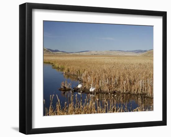National Elk Refuge, Wyoming, USA, with Pair of Trumpeter Swans at Nest (Cygnus Cygnus Buccanitor}-Rolf Nussbaumer-Framed Photographic Print