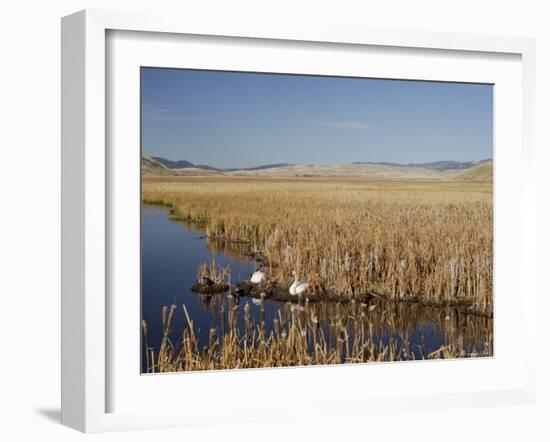 National Elk Refuge, Wyoming, USA, with Pair of Trumpeter Swans at Nest (Cygnus Cygnus Buccanitor}-Rolf Nussbaumer-Framed Photographic Print