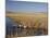 National Elk Refuge, Wyoming, USA, with Pair of Trumpeter Swans at Nest (Cygnus Cygnus Buccanitor}-Rolf Nussbaumer-Mounted Photographic Print