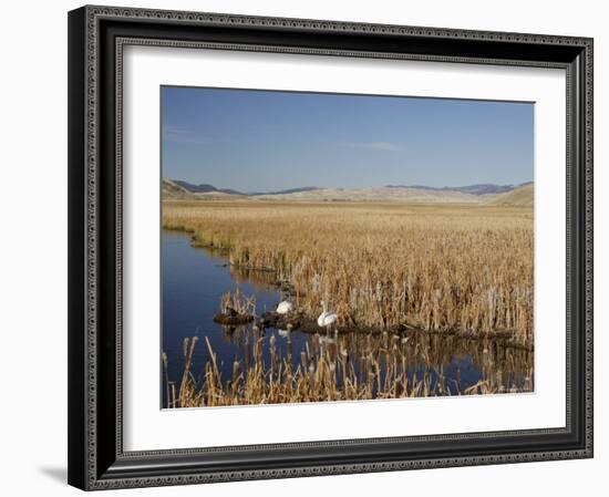 National Elk Refuge, Wyoming, USA, with Pair of Trumpeter Swans at Nest (Cygnus Cygnus Buccanitor}-Rolf Nussbaumer-Framed Photographic Print