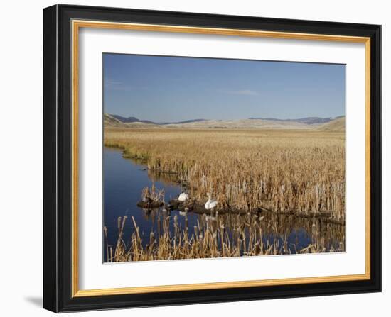 National Elk Refuge, Wyoming, USA, with Pair of Trumpeter Swans at Nest (Cygnus Cygnus Buccanitor}-Rolf Nussbaumer-Framed Photographic Print