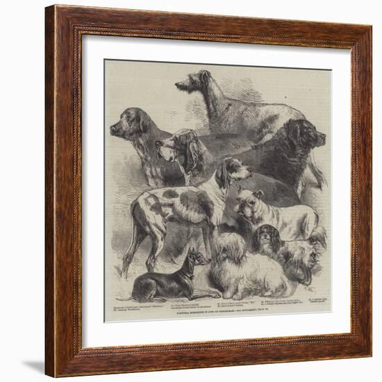 National Exhibition of Dogs at Birmingham-Harrison William Weir-Framed Giclee Print