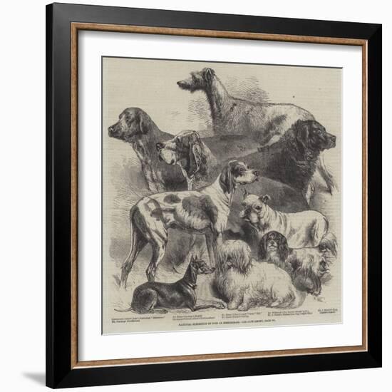 National Exhibition of Dogs at Birmingham-Harrison William Weir-Framed Giclee Print