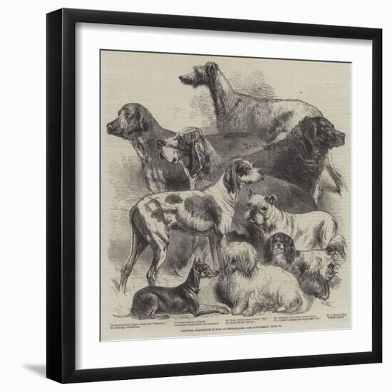 National Exhibition of Dogs at Birmingham-Harrison William Weir-Framed Giclee Print