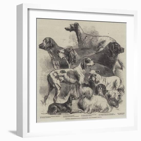 National Exhibition of Dogs at Birmingham-Harrison William Weir-Framed Giclee Print