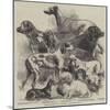 National Exhibition of Dogs at Birmingham-Harrison William Weir-Mounted Giclee Print
