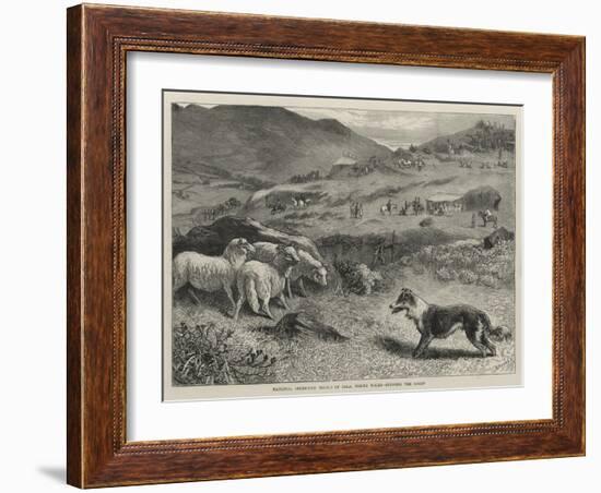 National Sheep-Dog Trials at Bala, North Wales, Penning the Sheep-Samuel Edmund Waller-Framed Giclee Print