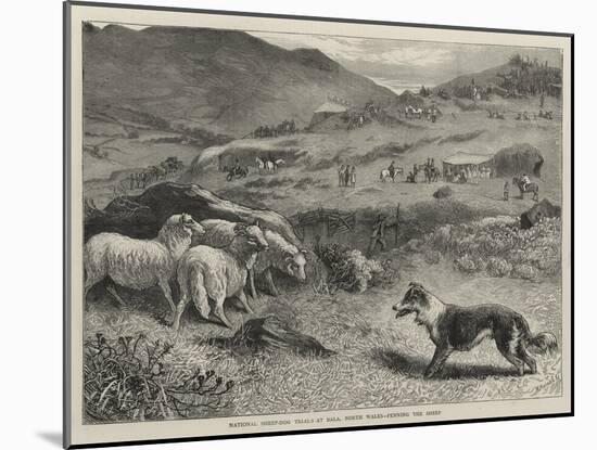 National Sheep-Dog Trials at Bala, North Wales, Penning the Sheep-Samuel Edmund Waller-Mounted Giclee Print