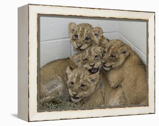 National Zoological Park: African Lion-null-Framed Premier Image Canvas