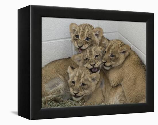 National Zoological Park: African Lion-null-Framed Premier Image Canvas