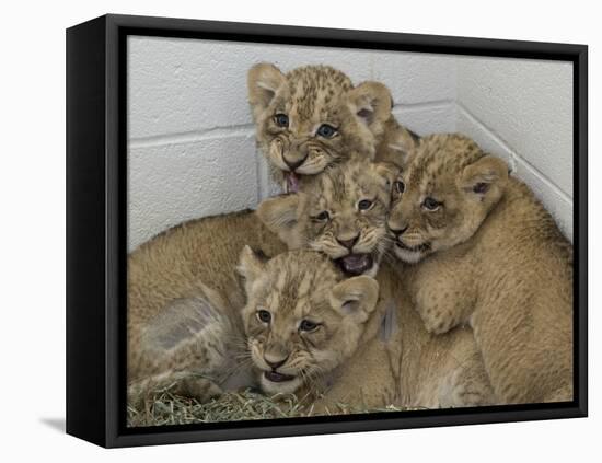 National Zoological Park: African Lion-null-Framed Premier Image Canvas