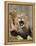 National Zoological Park: African Lion-null-Framed Premier Image Canvas