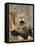 National Zoological Park: African Lion-null-Framed Premier Image Canvas