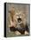 National Zoological Park: African Lion-null-Framed Premier Image Canvas