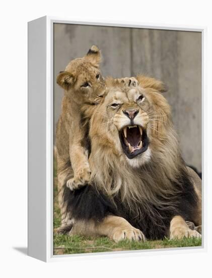 National Zoological Park: African Lion-null-Framed Premier Image Canvas