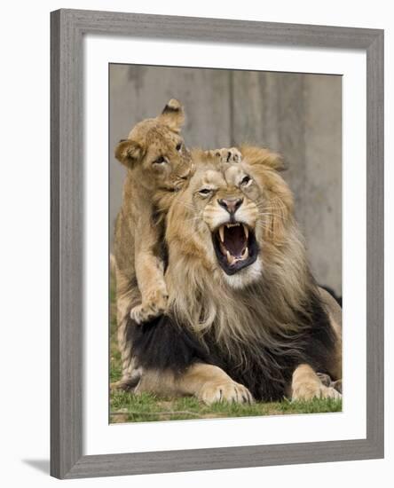 National Zoological Park: African Lion-null-Framed Photographic Print