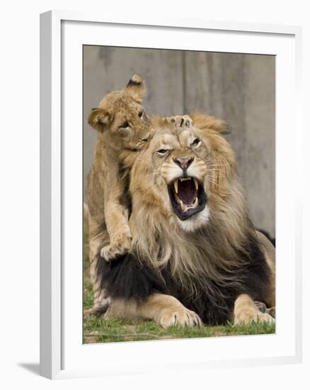 National Zoological Park: African Lion-null-Framed Photographic Print