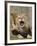 National Zoological Park: African Lion-null-Framed Photographic Print