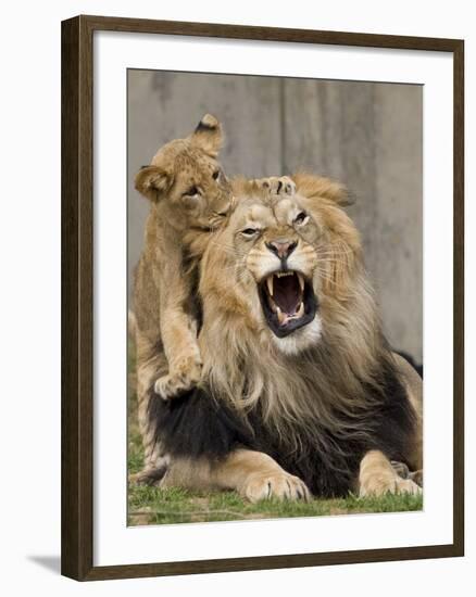 National Zoological Park: African Lion-null-Framed Photographic Print