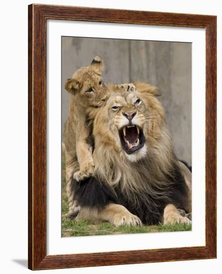 National Zoological Park: African Lion-null-Framed Photographic Print