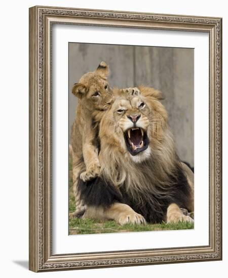 National Zoological Park: African Lion-null-Framed Photographic Print