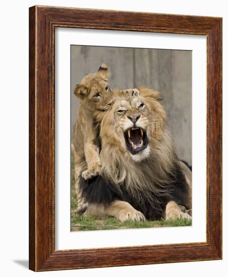 National Zoological Park: African Lion-null-Framed Photographic Print