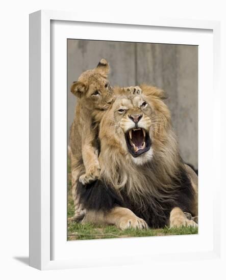 National Zoological Park: African Lion-null-Framed Photographic Print