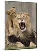 National Zoological Park: African Lion-null-Mounted Photographic Print