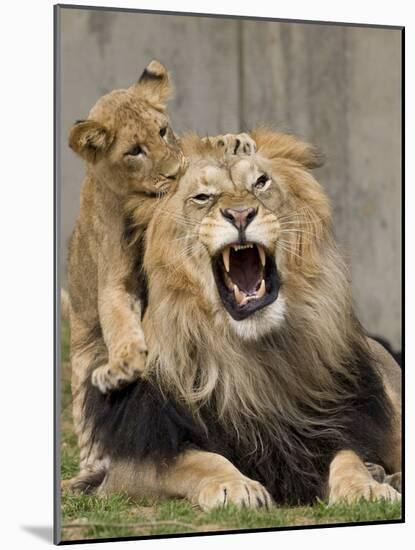 National Zoological Park: African Lion-null-Mounted Photographic Print